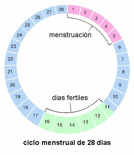 periodo-fertil