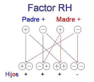 factor_rh